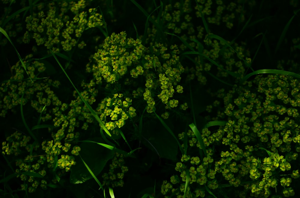 a close up of a bunch of green flowers