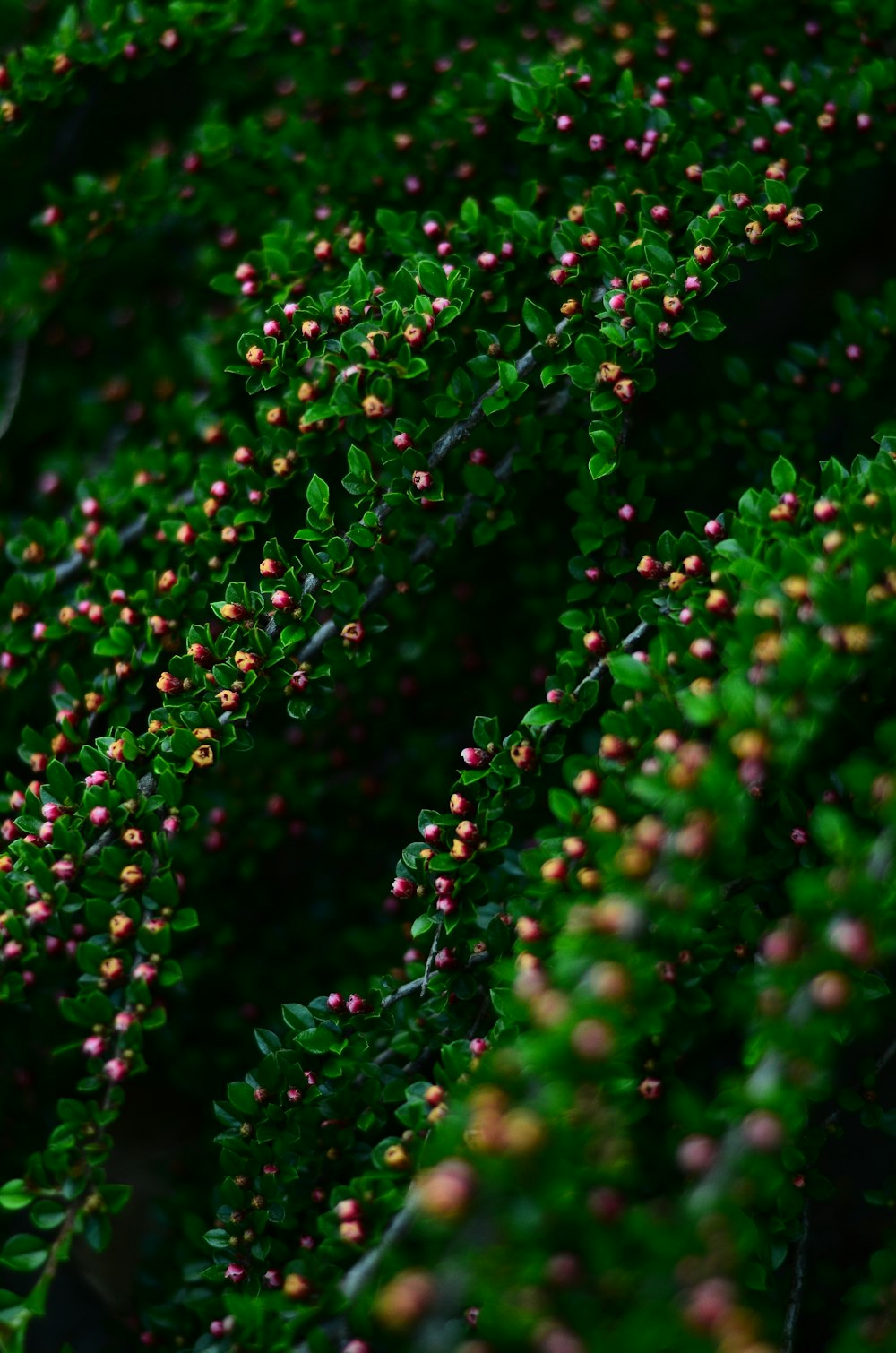 a close up of a bush with small pink flowers