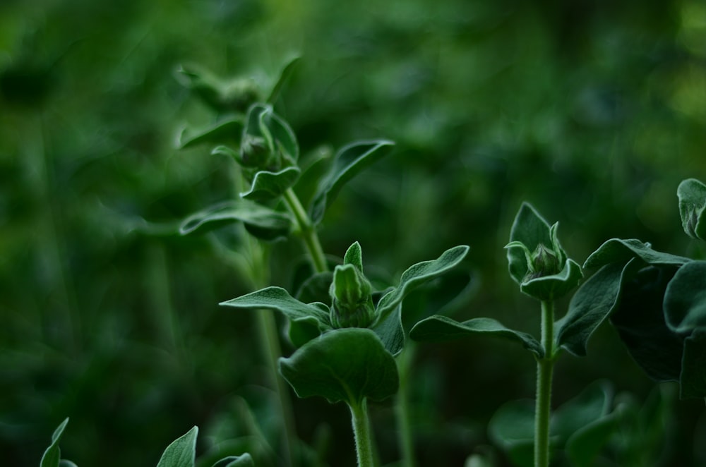 a close up of a plant with green leaves