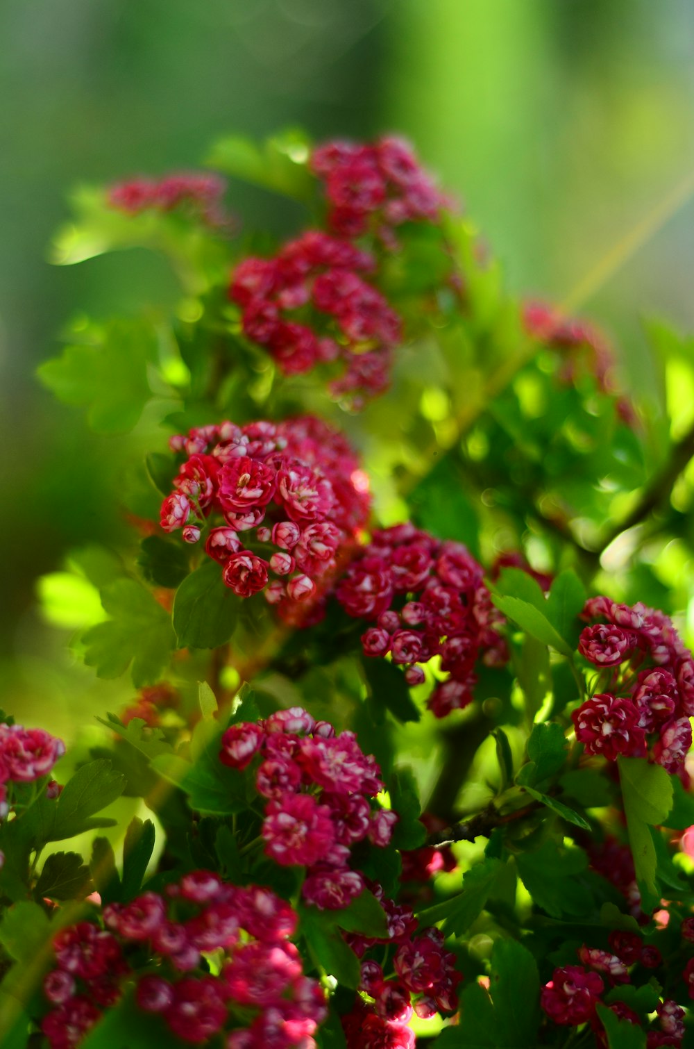 a close up of a bush with red flowers