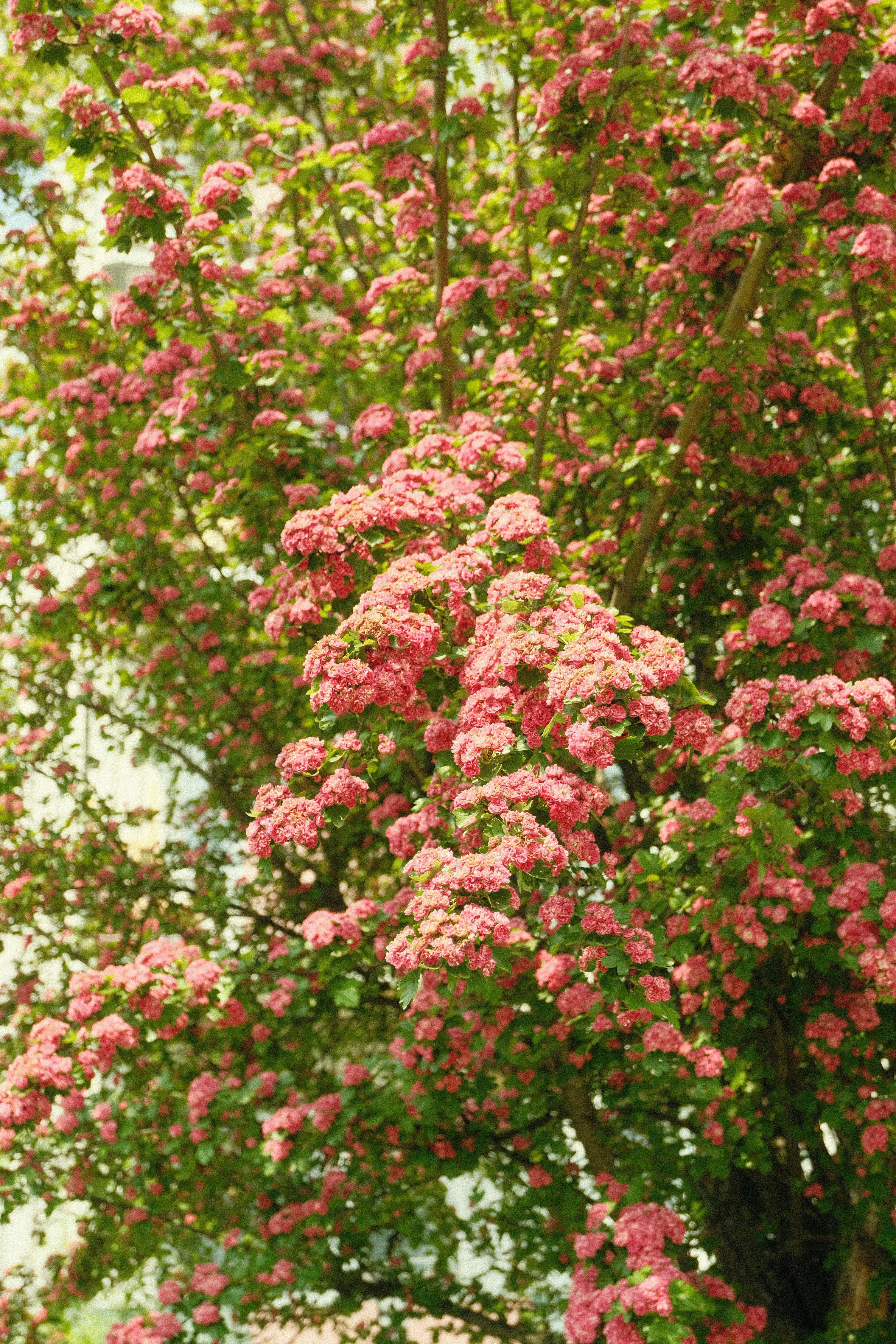 Photo by charlesnowor