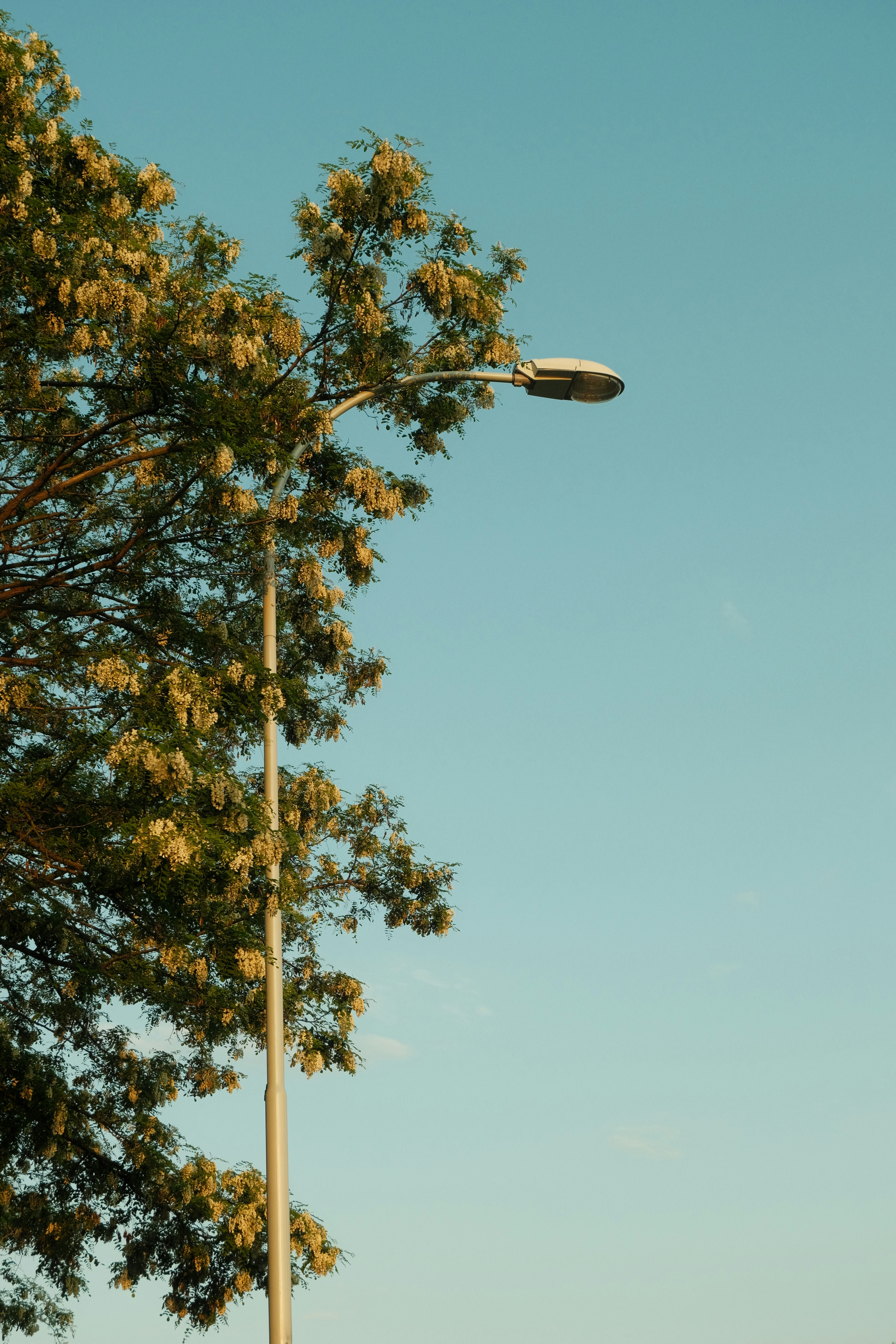 A street light hanging from the side of a tree photo Free Image on