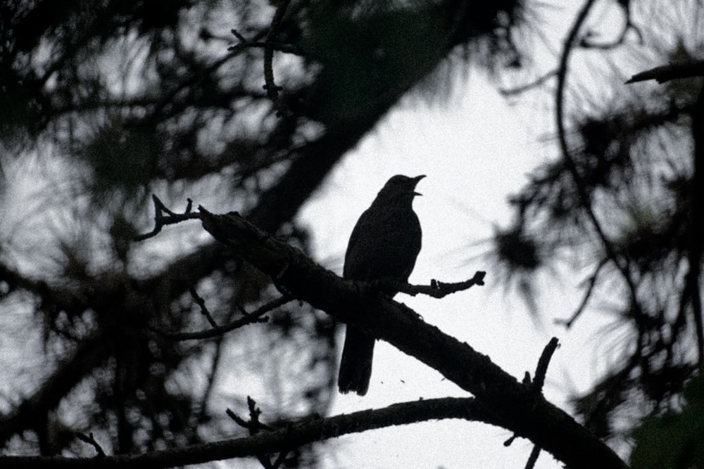 a bird sitting on a branch of a tree