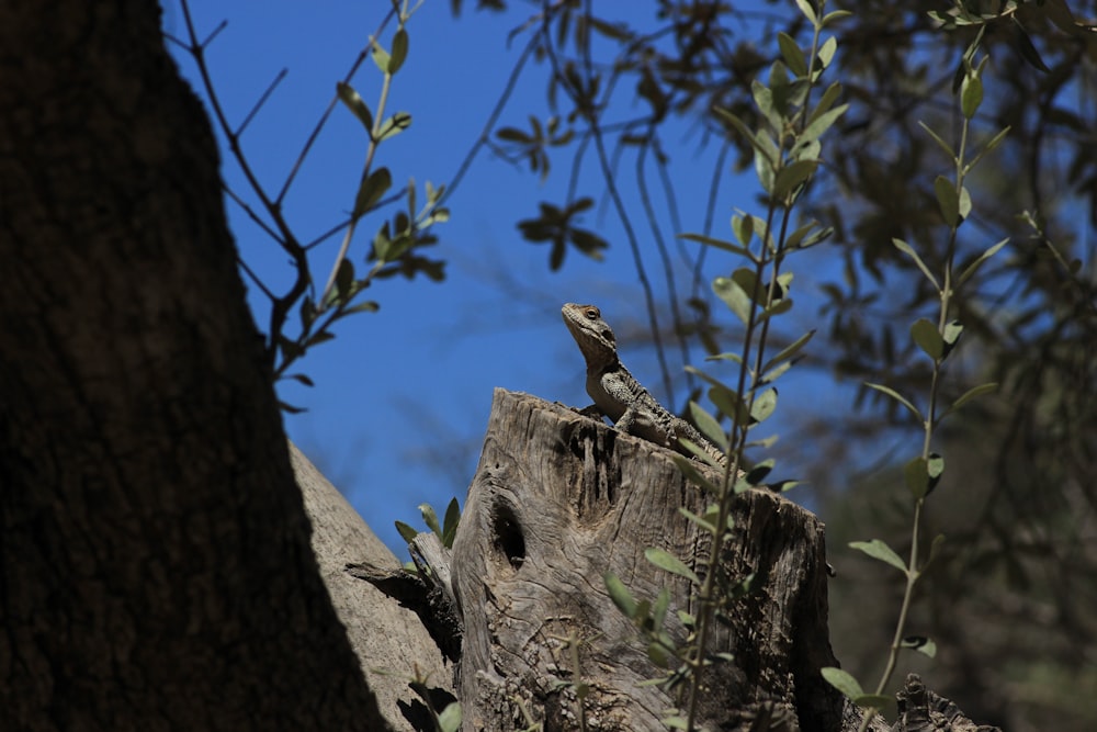a lizard sitting on top of a tree stump