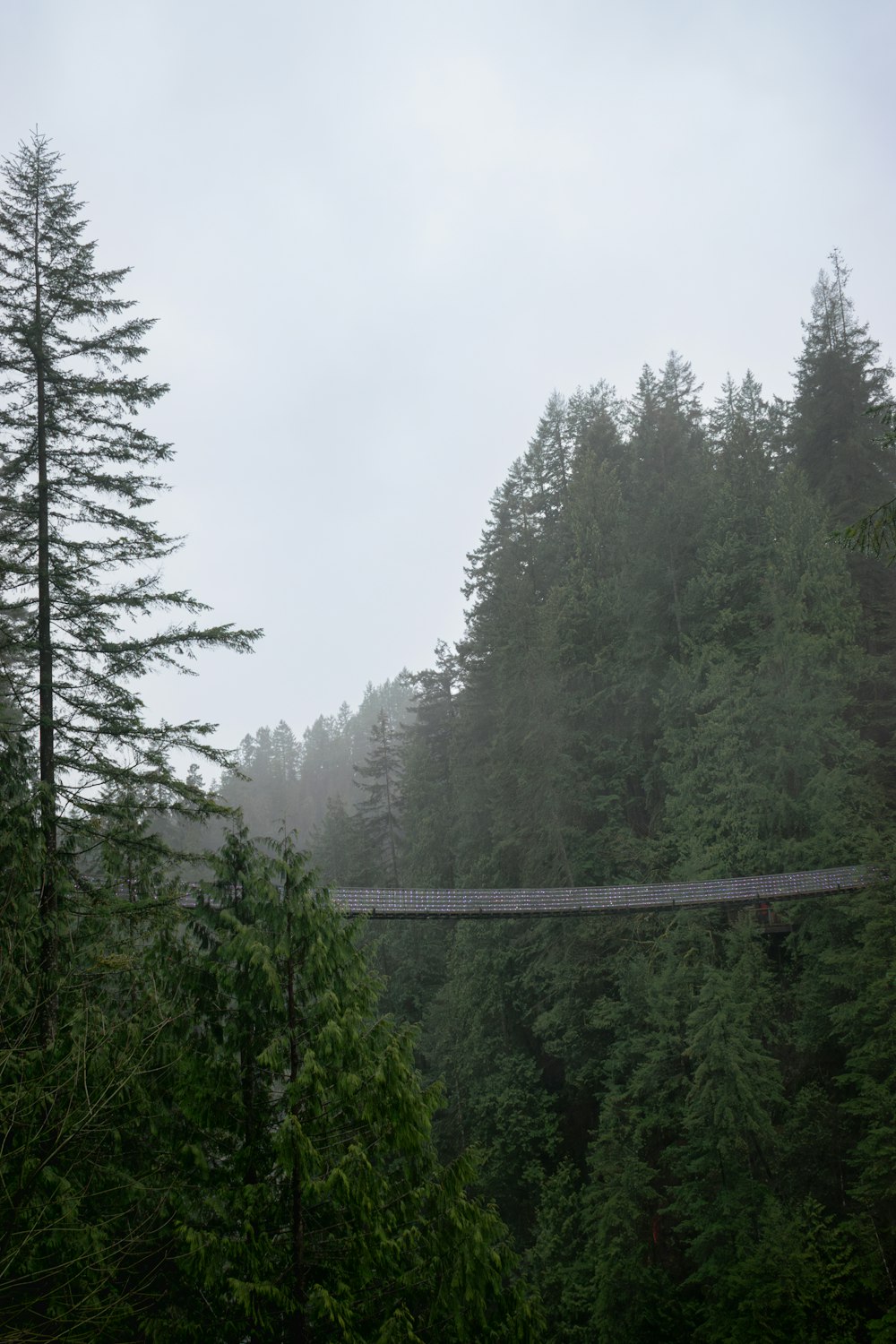 a suspension bridge in the middle of a forest