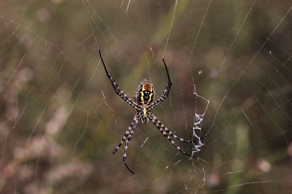 a close up of a spider on a web