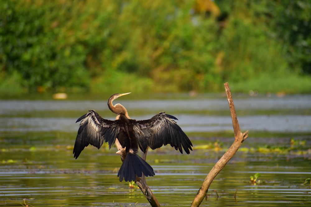 a bird with its wings spread sitting on a branch in the water
