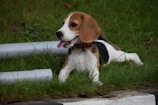A playful Beagle puppy exploring a patch of soft grass under warm sunlight.