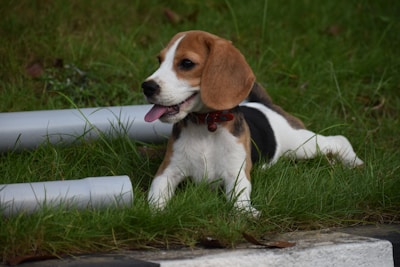 A playful Beagle puppy exploring a patch of soft grass under warm sunlight.