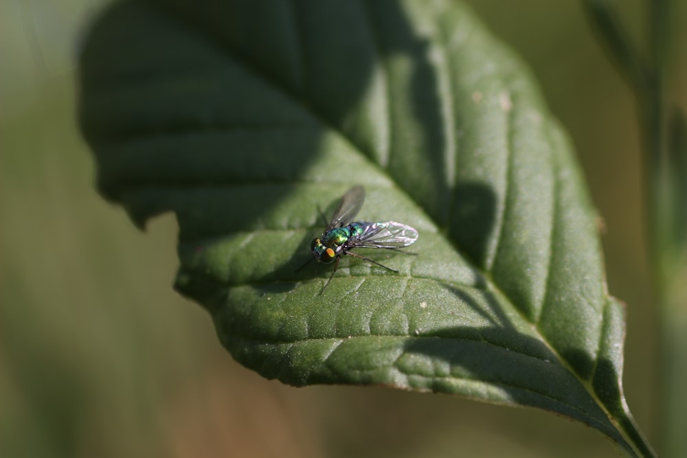 a fly sitting on top of a green leaf