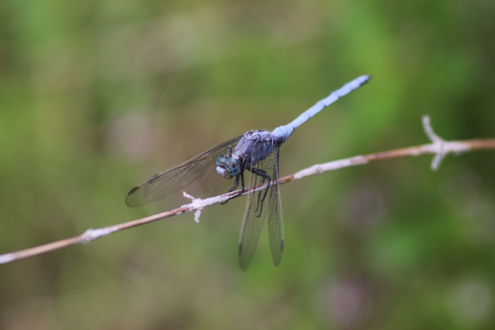 a blue dragonfly sitting on a twig
