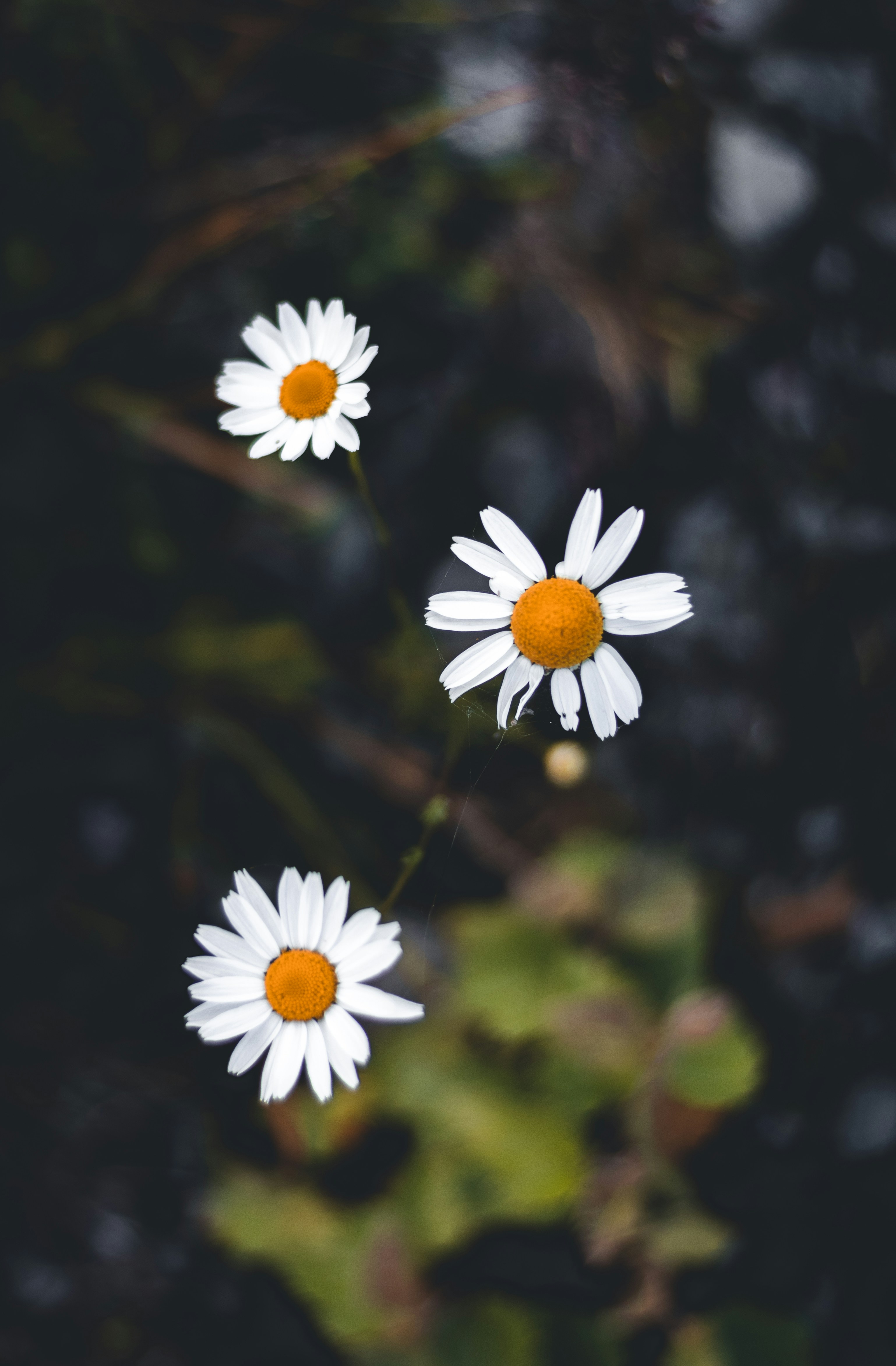 Photo by raedkasrawani