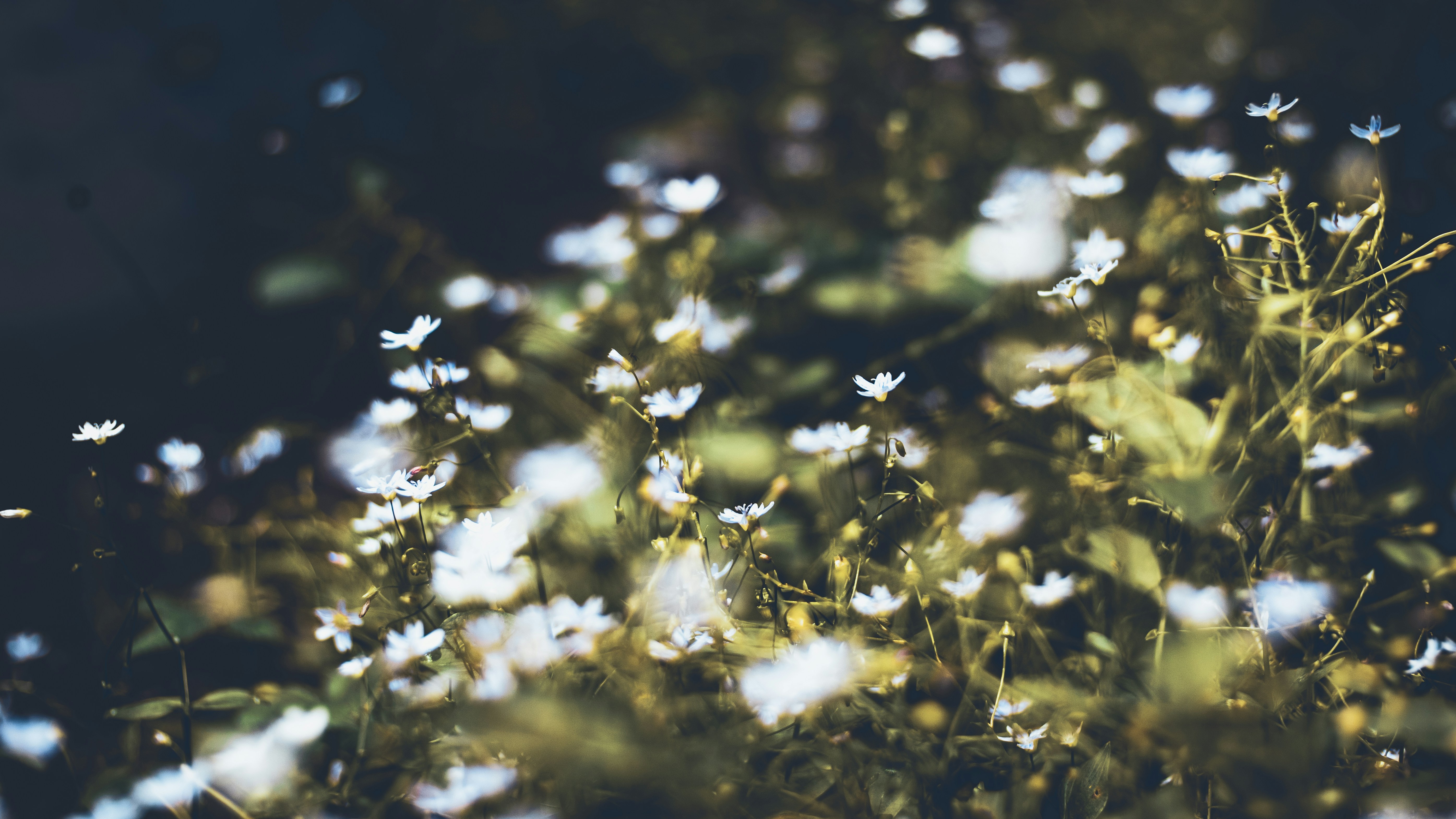 Photo by raedkasrawani