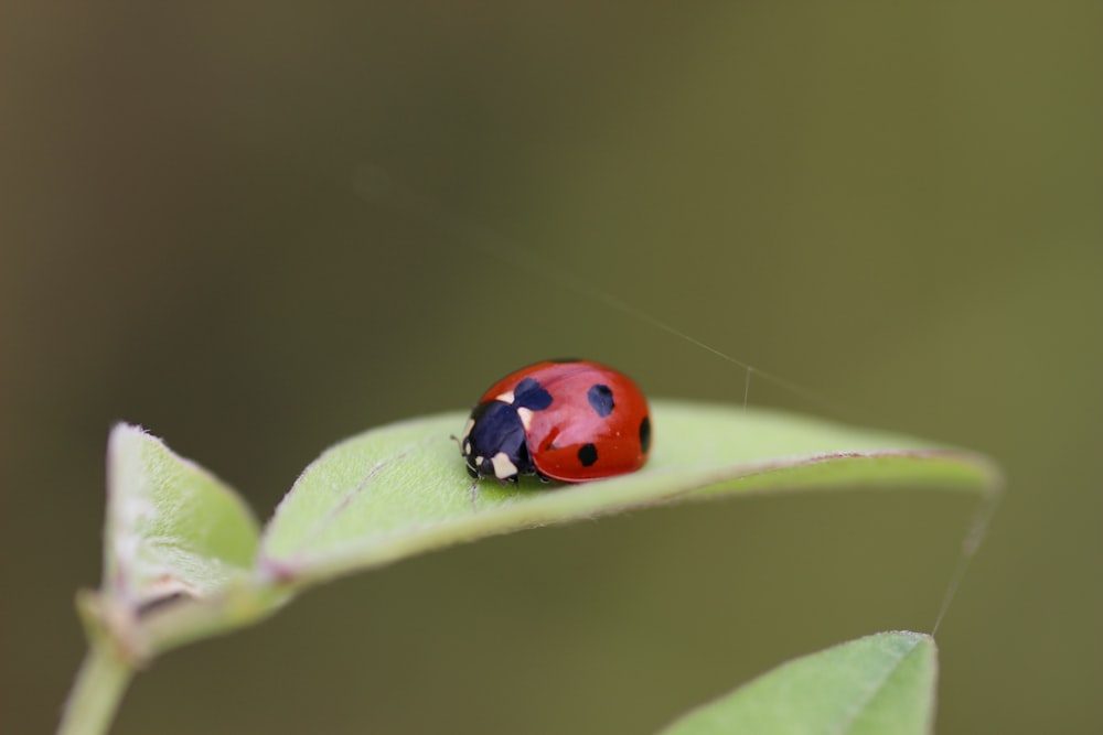 a lady bug sitting on top of a green leaf