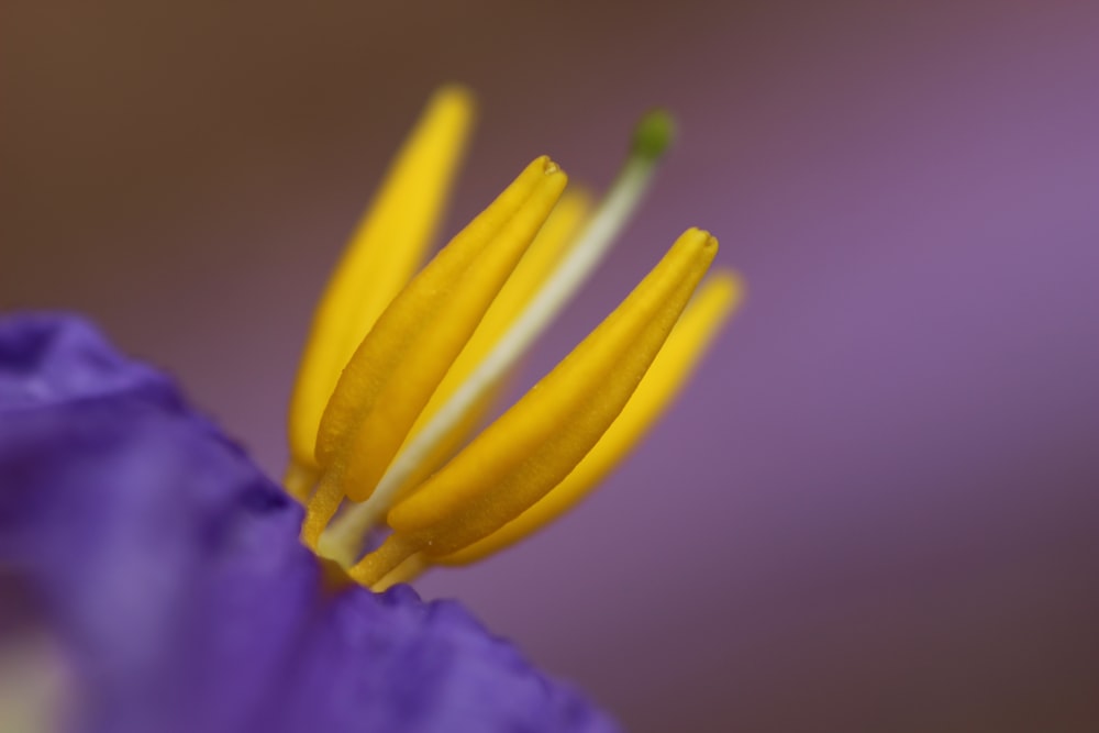 a close up of a flower with a blurry background