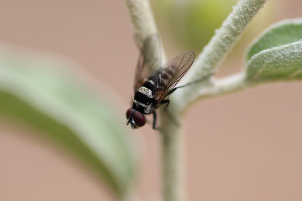 a fly sitting on top of a green leaf