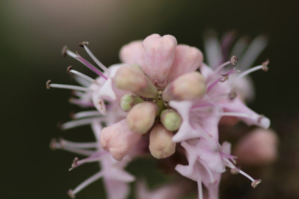 a close up of a pink flower on a plant