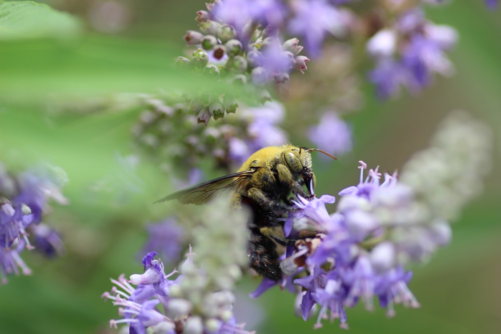 a close up of a bee on a flower