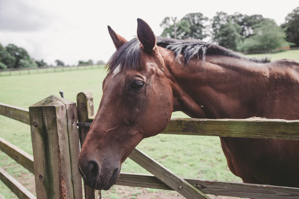 A brown horse standing beside a wooden fence in a green pasture on a horse farm