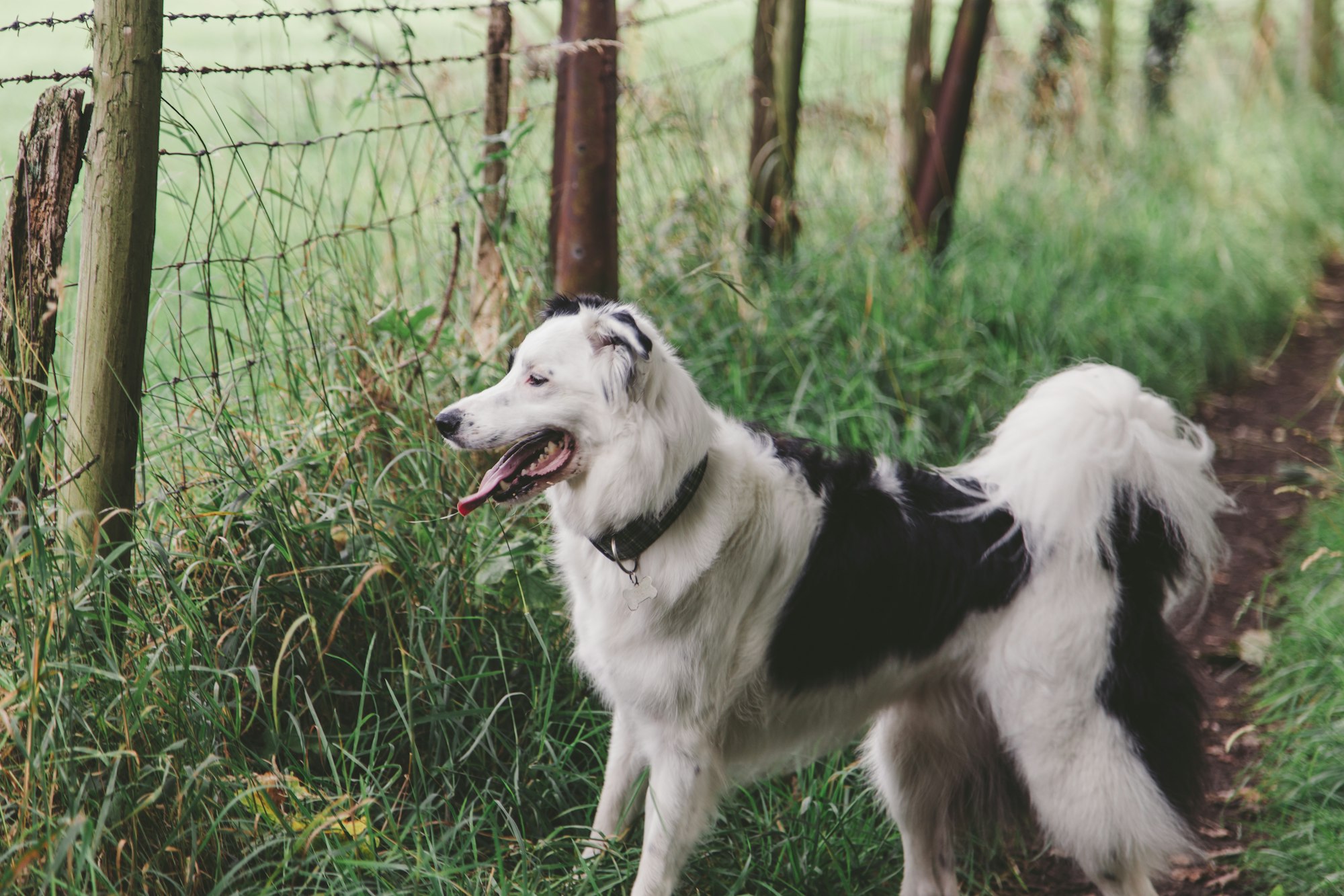 maremma sheepdog