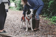 A dog with a black and white coat is wearing an orange harness and standing on a gravel path. A person in a blue coat and brown boots is bending over the dog, adjusting its harness. Another person is partially visible, standing nearby with green sneakers. The area is surrounded by lush greenery.