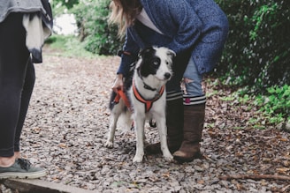 A dog with a black and white coat is wearing an orange harness and standing on a gravel path. A person in a blue coat and brown boots is bending over the dog, adjusting its harness. Another person is partially visible, standing nearby with green sneakers. The area is surrounded by lush greenery.