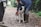 A dog with a black and white coat is wearing an orange harness and standing on a gravel path. A person in a blue coat and brown boots is bending over the dog, adjusting its harness. Another person is partially visible, standing nearby with green sneakers. The area is surrounded by lush greenery.