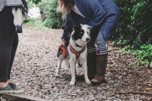A dog with a black and white coat is wearing an orange harness and standing on a gravel path. A person in a blue coat and brown boots is bending over the dog, adjusting its harness. Another person is partially visible, standing nearby with green sneakers. The area is surrounded by lush greenery.