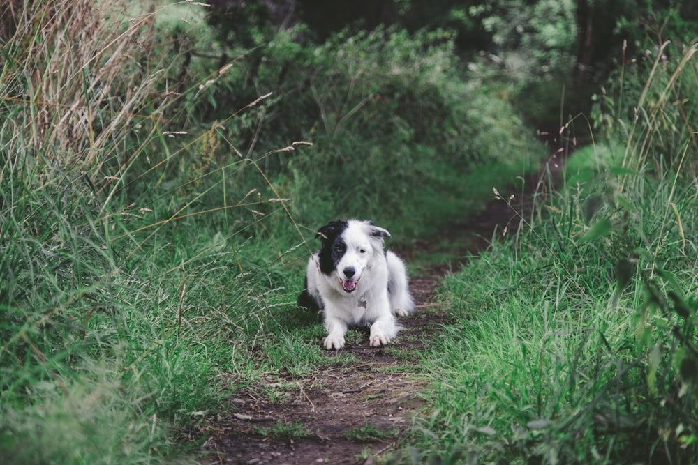 a black and white dog walking down a dirt road