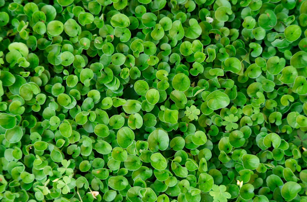 a close up of a bunch of green plants