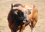 A close-up of a Nelore Pintado bull standing proudly in a vineyard-colored pasture.