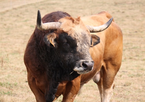 Portrait of a young bull with a glossy reddish coat and curious eyes.