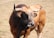 A large bull with pronounced horns stands on a patch of dry grass. The bull's coat is a mix of brown and black, with a lighter, almost sandy coloring on its forehead. The setting appears rural, with a grassy field extending into the background.