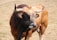 A large bull with pronounced horns stands on a patch of dry grass. The bull's coat is a mix of brown and black, with a lighter, almost sandy coloring on its forehead. The setting appears rural, with a grassy field extending into the background.