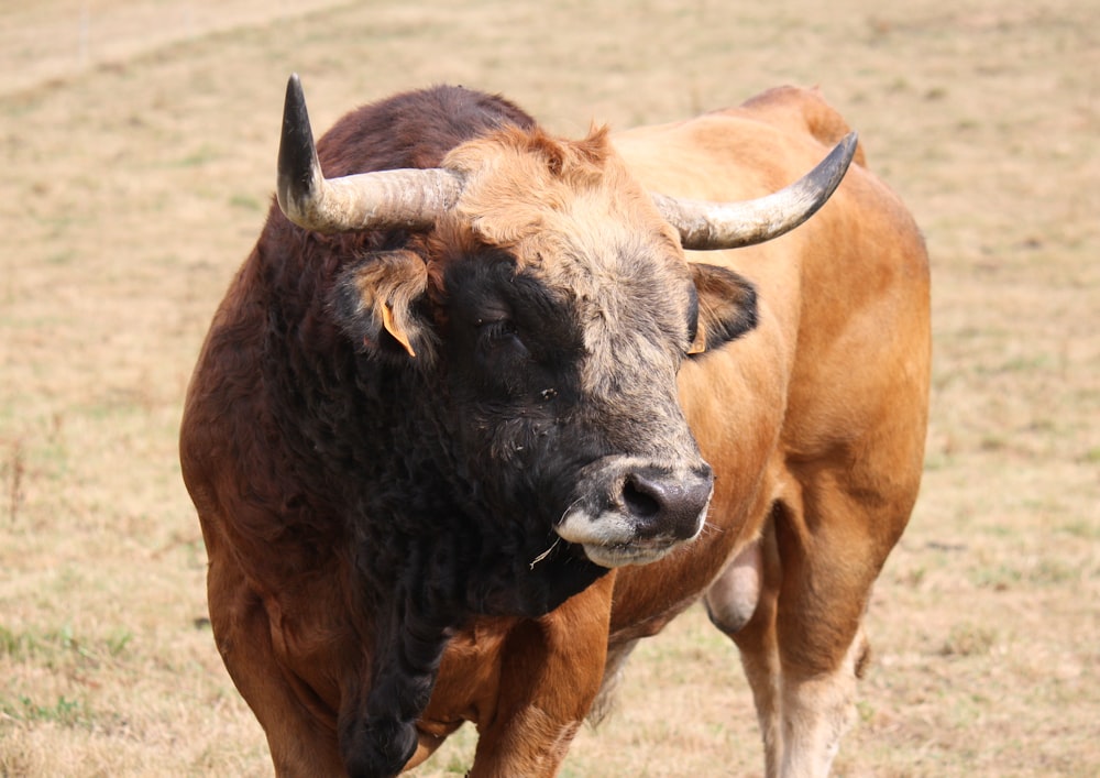 a brown bull with horns standing in a field