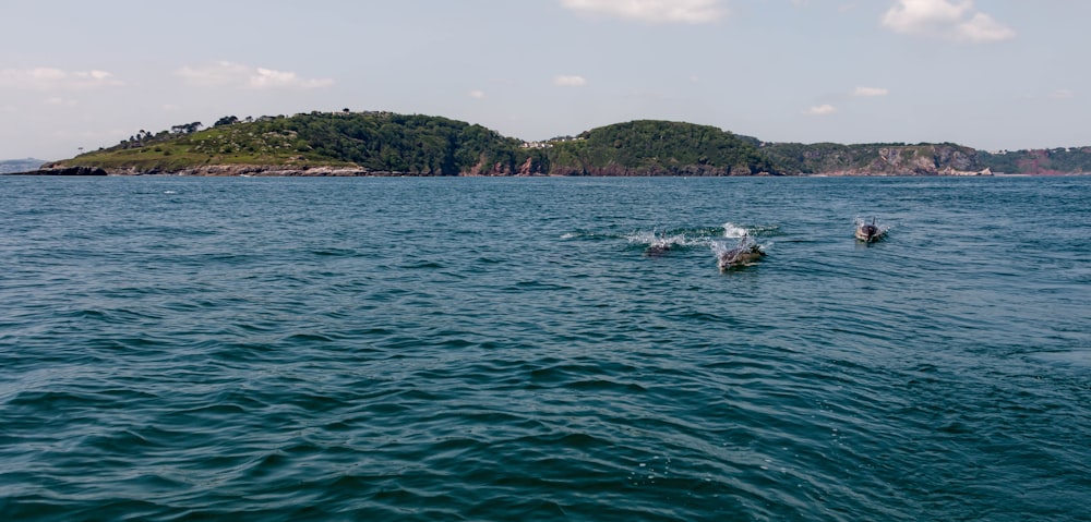 a couple of birds floating on top of a body of water