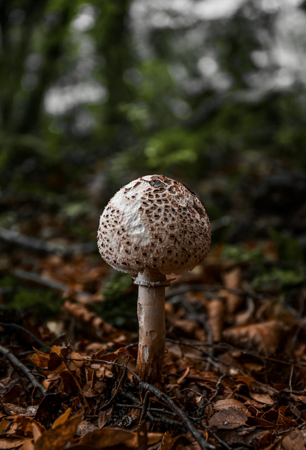 a mushroom sitting on the ground in a forest