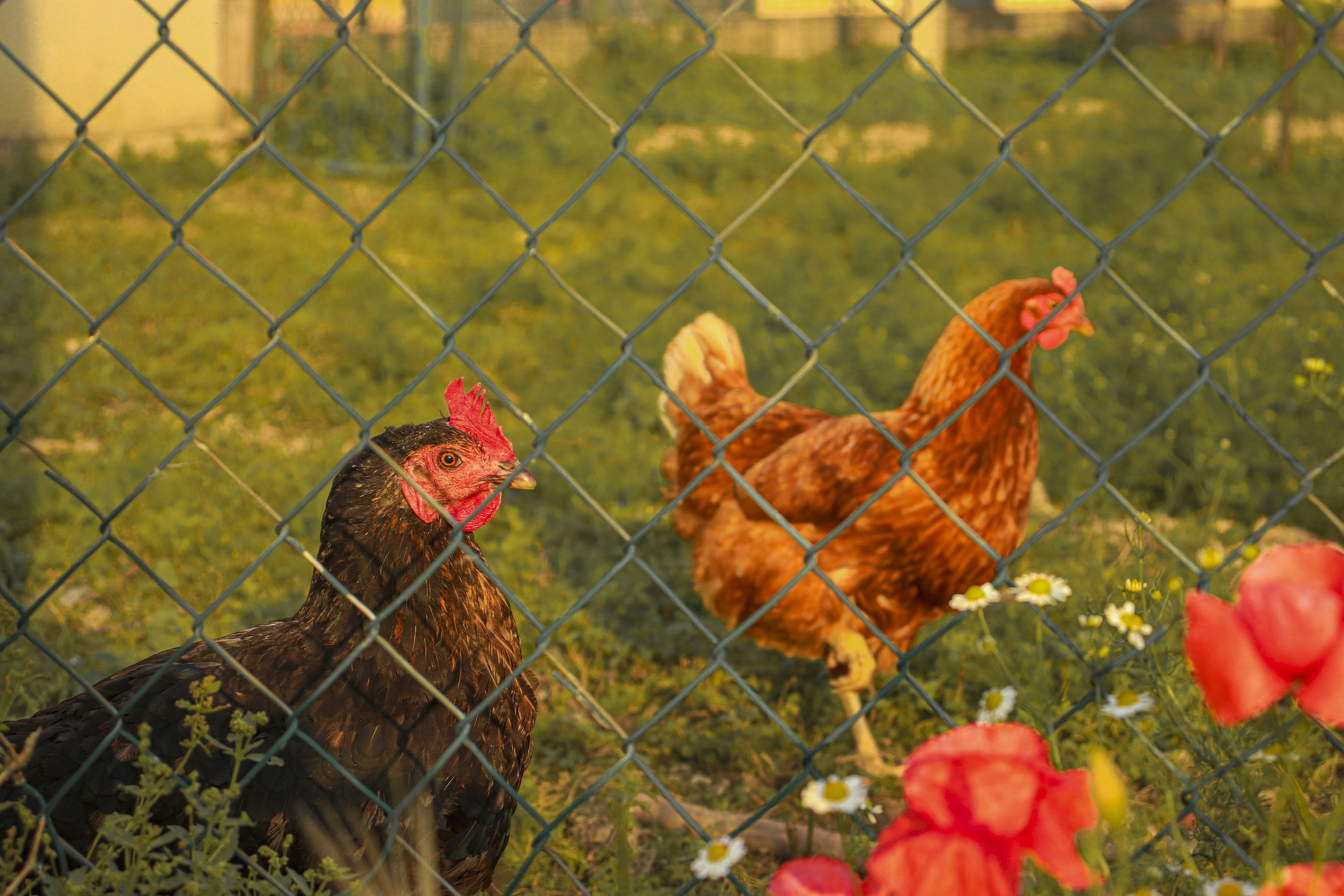 a couple of chickens standing on top of a lush green field