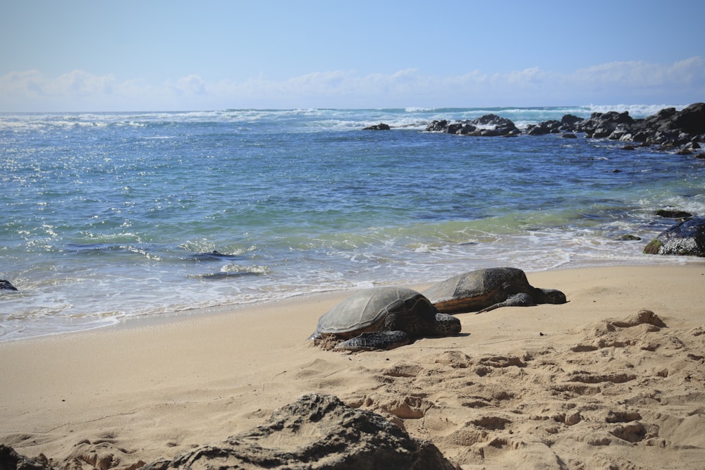 a couple of turtles laying on top of a sandy beach