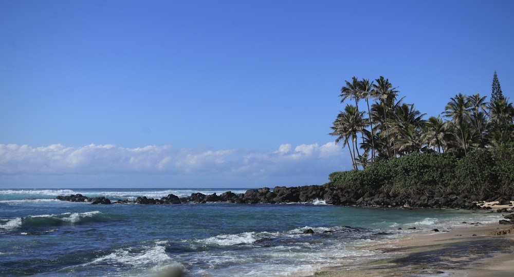 a sandy beach with palm trees and waves