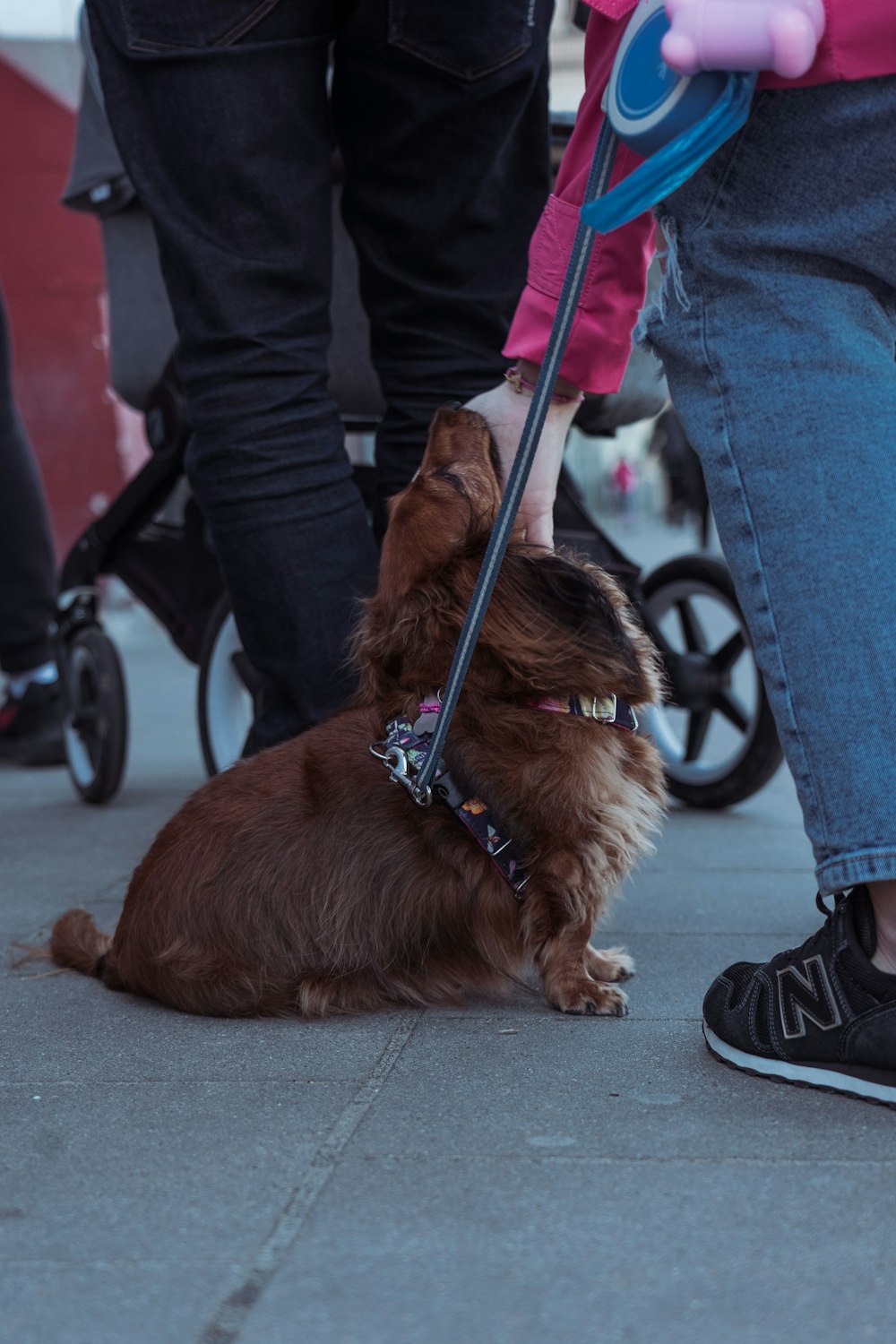 a small brown dog sitting on top of a sidewalk