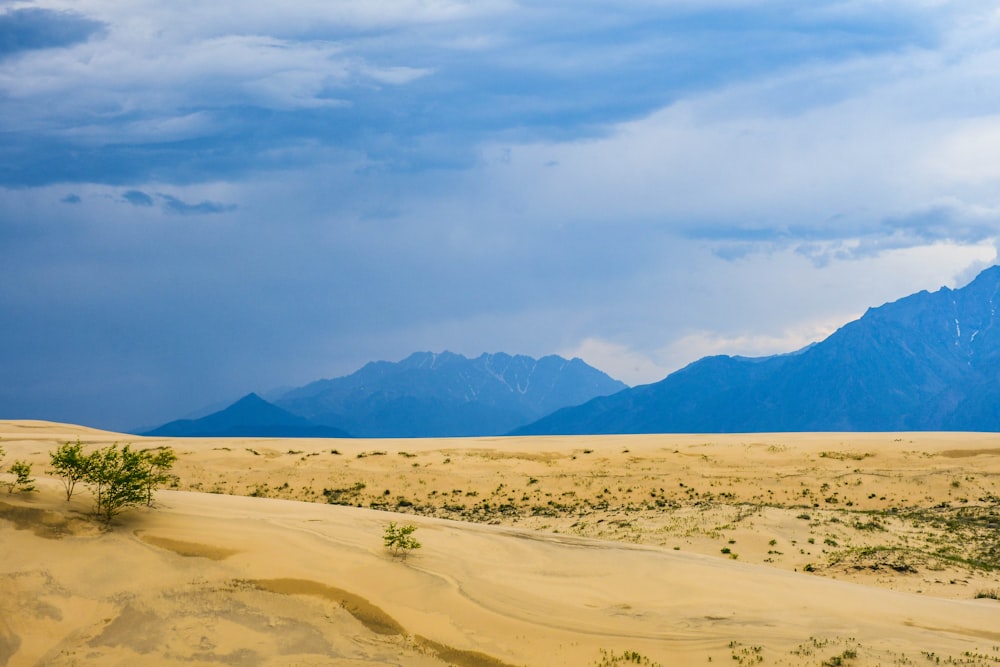 a lone tree in the middle of a desert