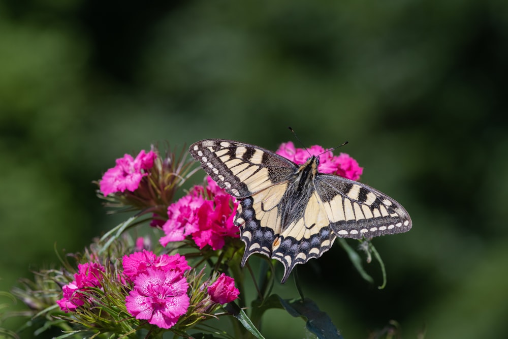 a butterfly sitting on top of a pink flower