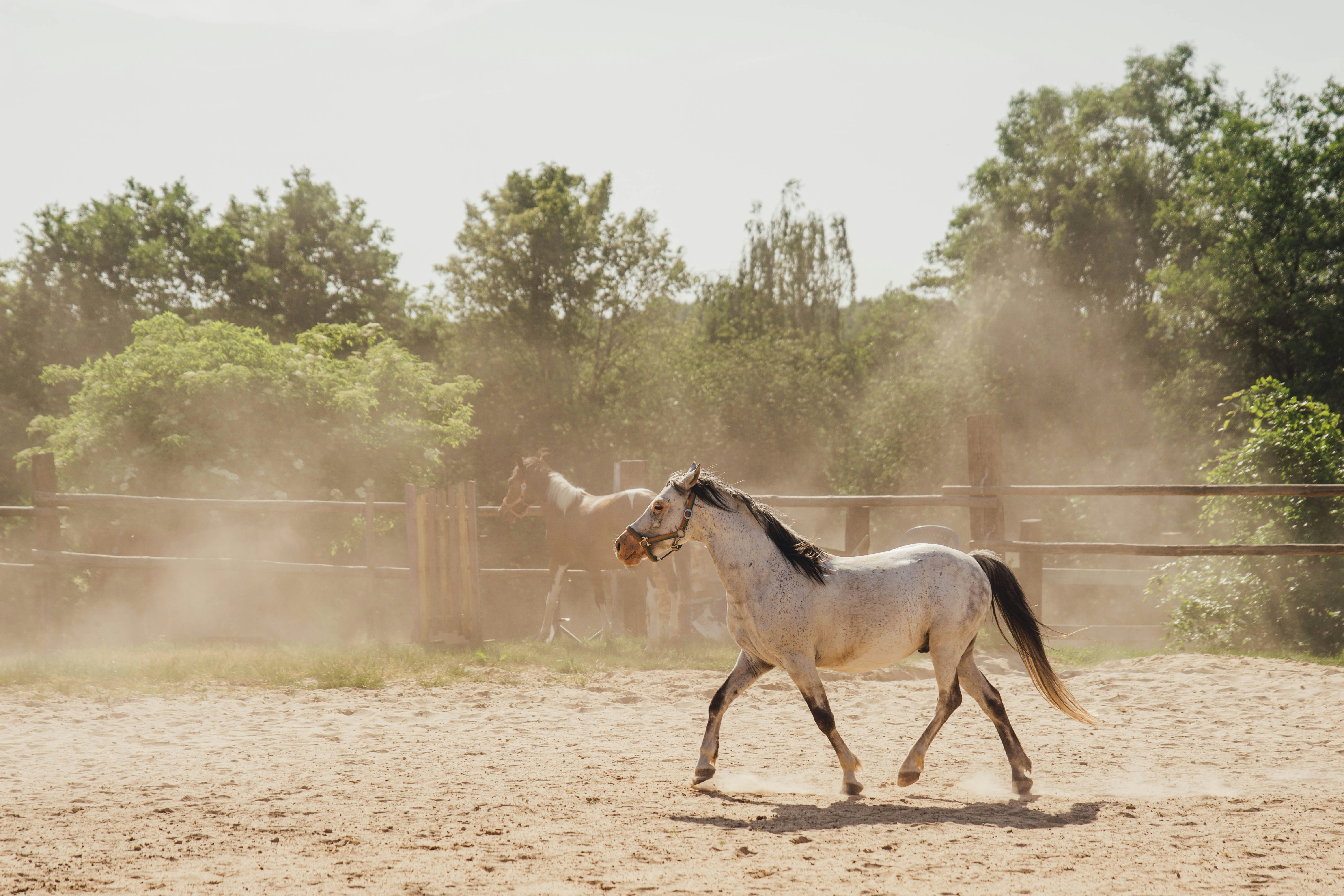 木を背景に土の野原を走る馬