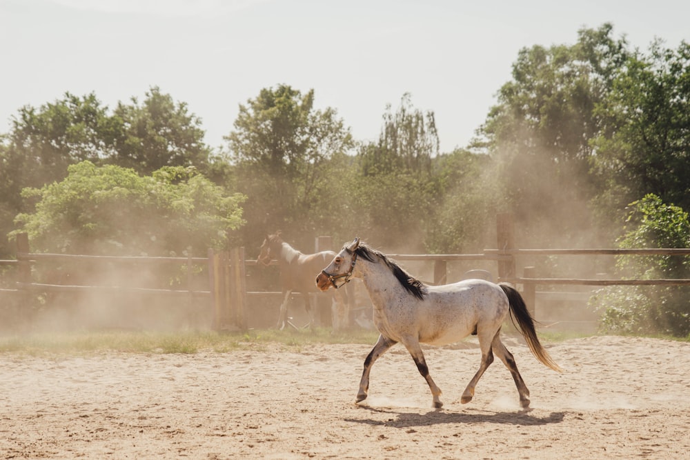a horse running in a dirt field with trees in the background