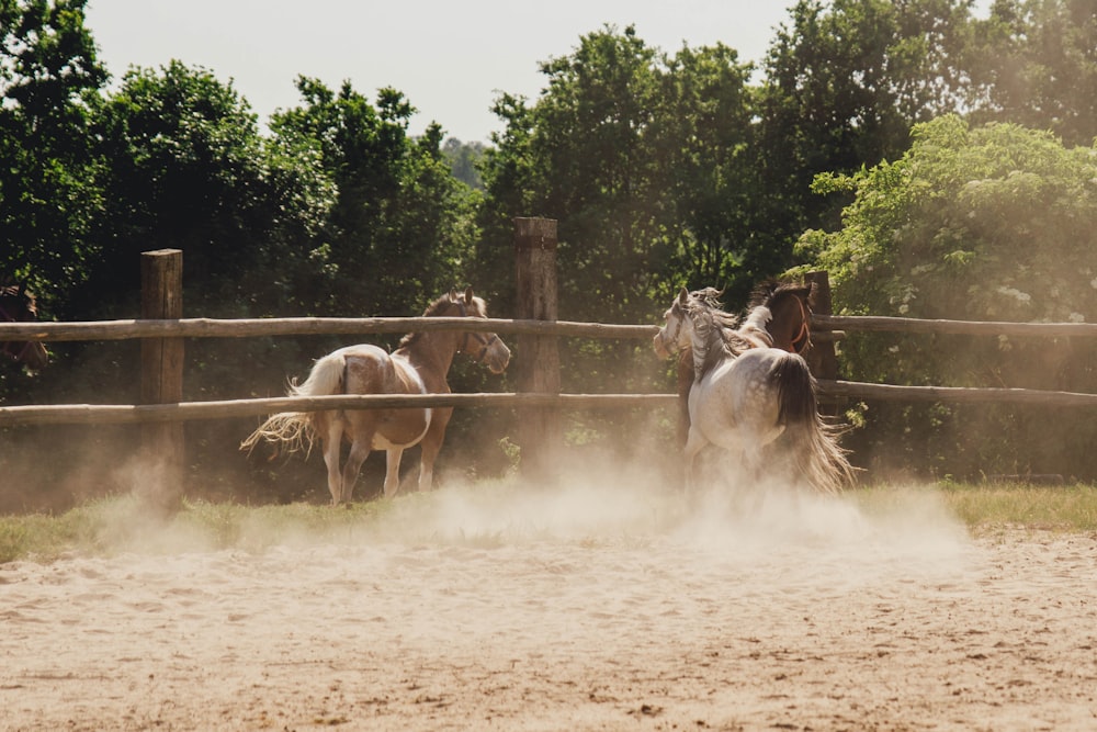 a group of horses standing around in a fenced in area