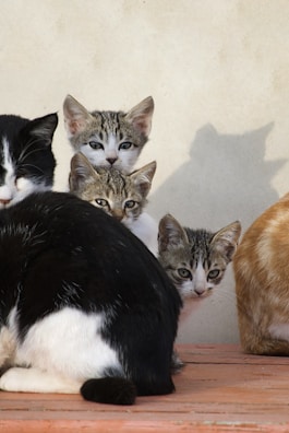 Several cats are gathered on a wooden surface. A few kittens, with tabby markings, are peaking from behind a larger black and white cat. An orange cat is partially visible on the side. The surface is a warm, earthy color, complementing the natural tones of the cats' fur.