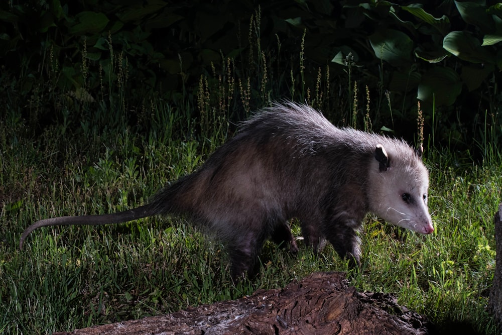 a badger is walking through the grass in the dark