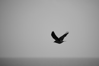 a black and white photo of a bird flying