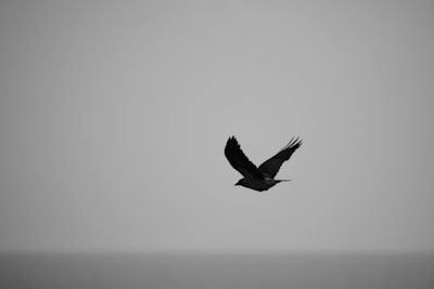 a black and white photo of a bird flying